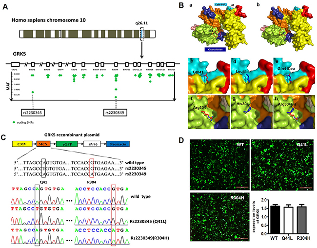 Selection of GRK5 gene SNPs.