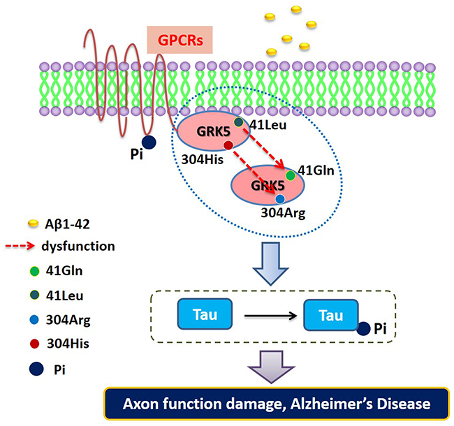 The functional mapping for evaluating the impact of the rs2230345 (GRK5-Gln41Leu) and rs2230349 (GRK5-Arg304His) polymorphisms on GRK5 function and tau phosphorylation.