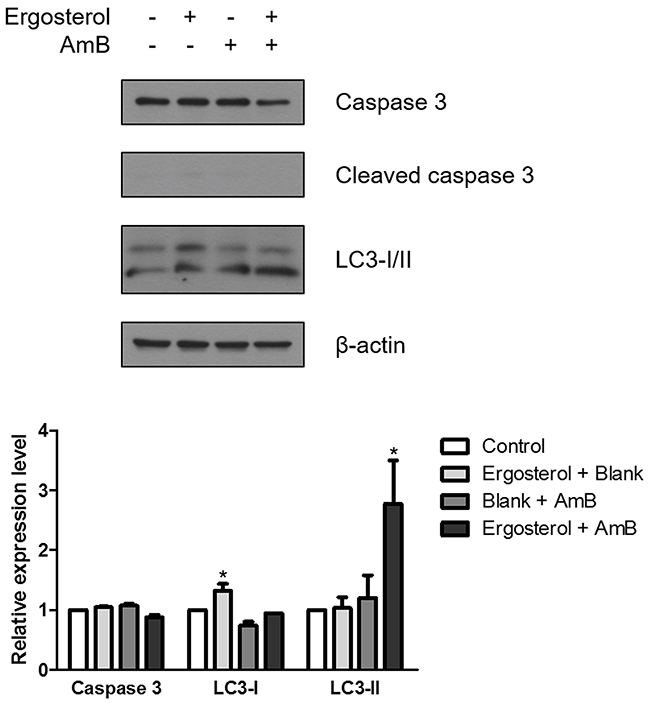 Ergosterol combined with AmB upregulated LC3-II expression in HepJ5 cells.