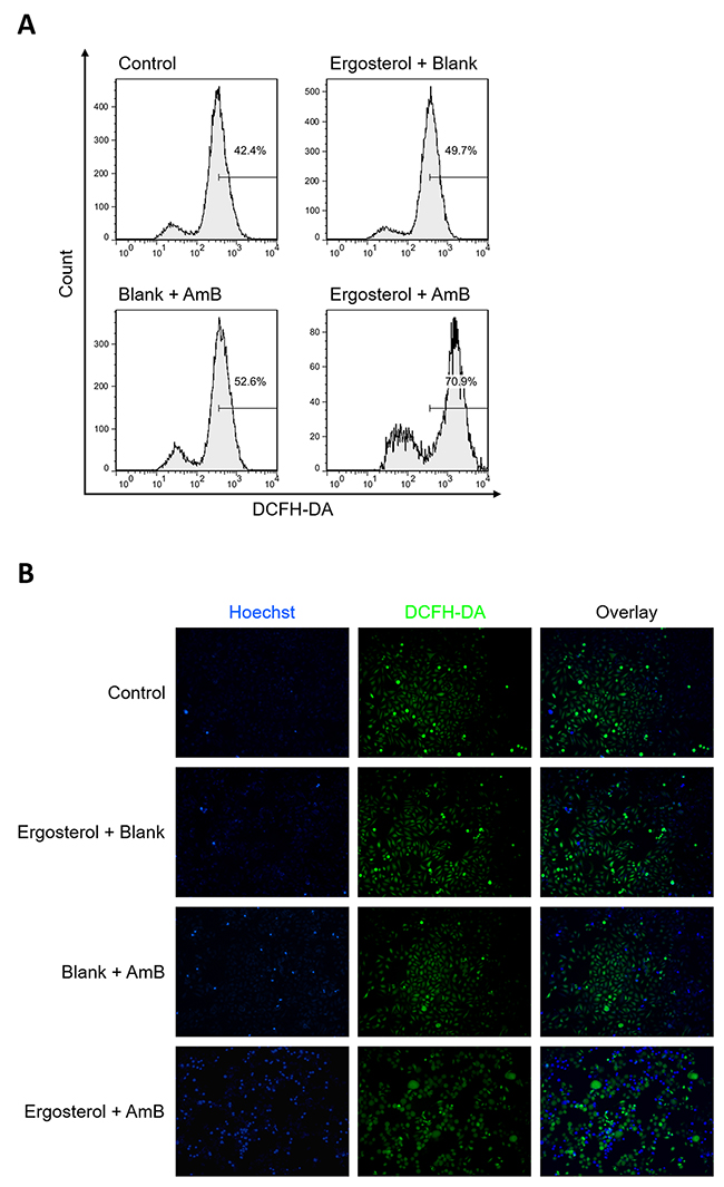 Combined treatment of ergosterol and AmB stimulated ROS production in HepJ5 cells.