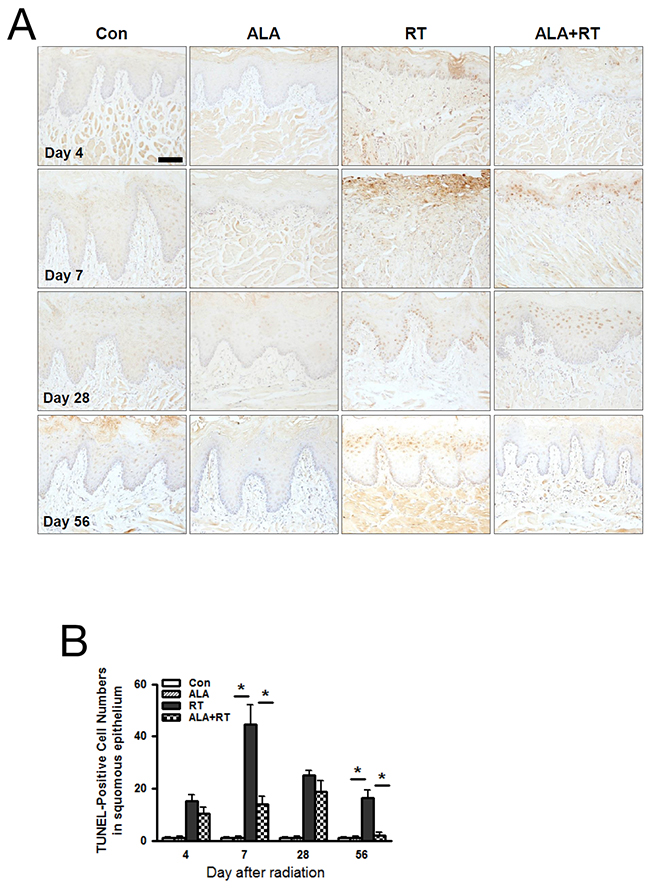 ALA decreased radiation-induced cell death in the squamous epithelium of the oral mucosa.