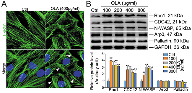 OLA disrupts actin microfilaments organization in Sertoli cells.
