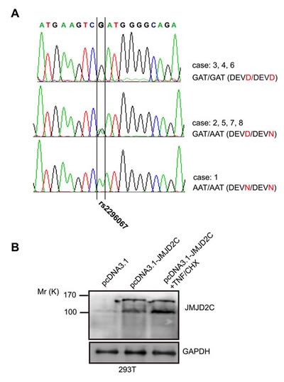 The JMJD2C D396N polymorphism in potential caspase-3-like protease cleavage site.