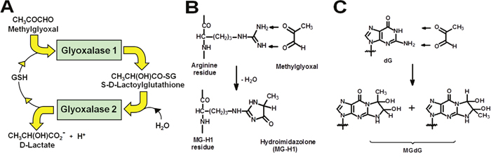 The glyoxalase metabolic pathway and prevention of glycation of protein and DNA by methylglyoxal.