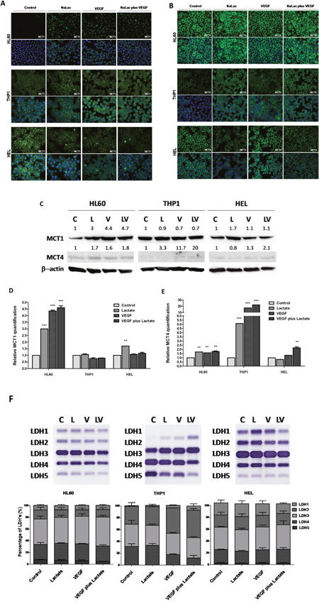 Expression of MCT1, MCT4 and LDH isoenzymes under lactate and VEGF stimuli.