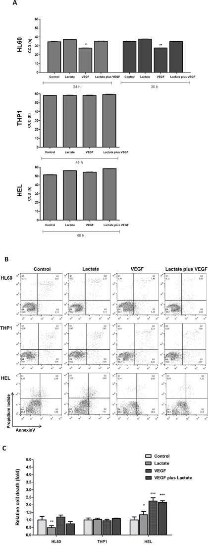 The effect of lactate and VEGF in cell cycle and cell viability in AML cell lines.