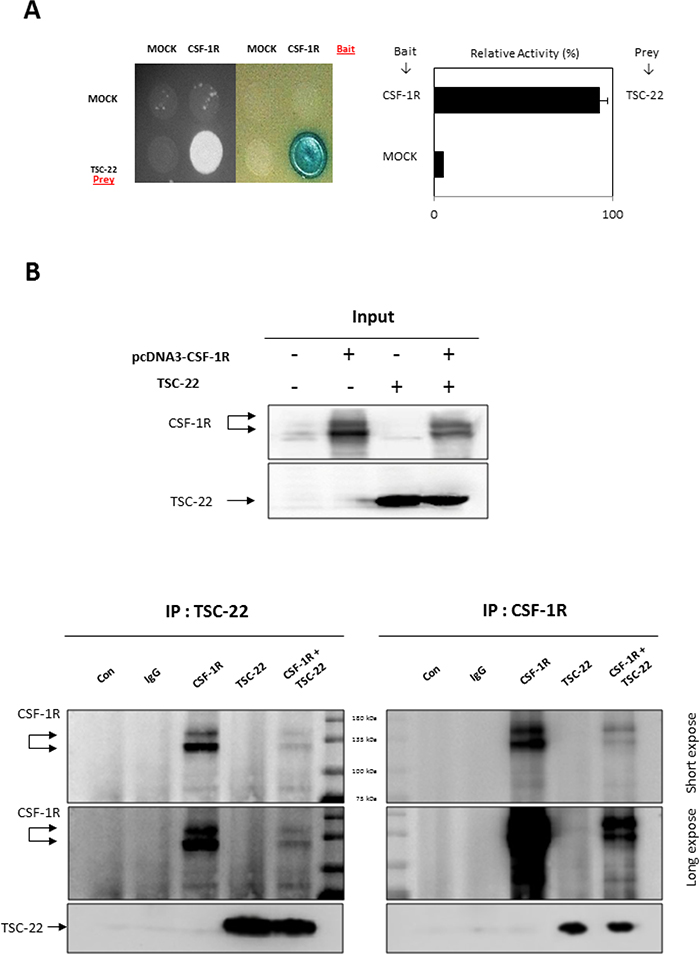 Interaction between TSC-22 and CSF-1R in vivo and in vitro.