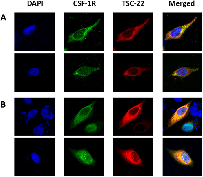 Localization of CSF-1R and TSC-22.