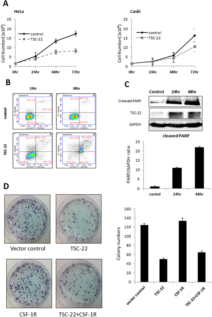 Pro-apoptotic role of TSC-22 in cervical cancer cells.