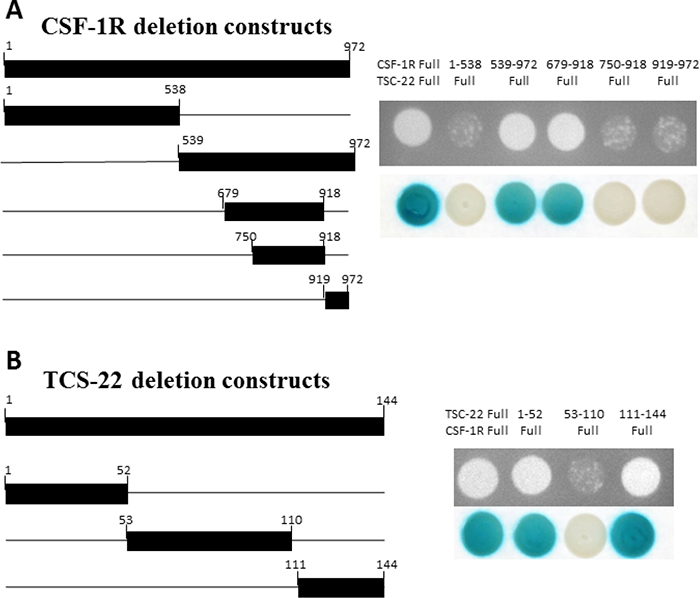 Mapping of the binding regions between TSC-22 and CSF-1R.