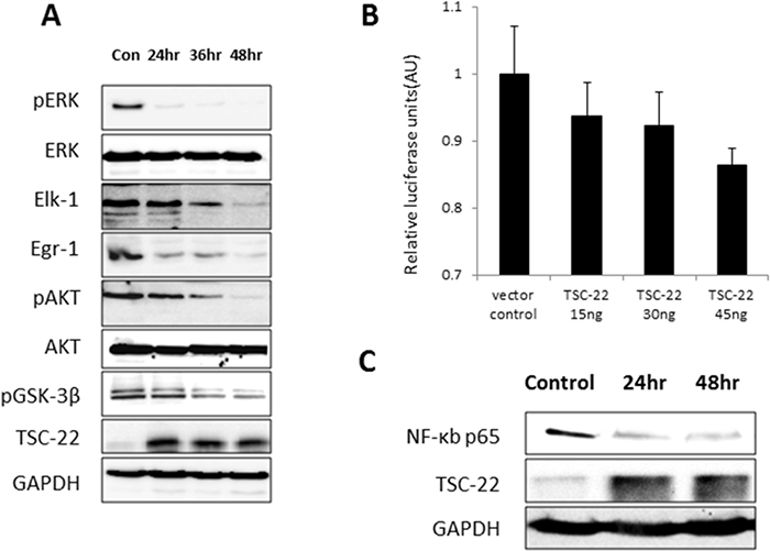 Inhibition of AKT and ERK signaling pathways and transcriptional activity of NF-&#x03BA;B by TSC-22.