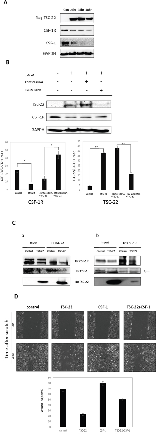The effect of TSC-22 in the CSF-1R autocrine loop.