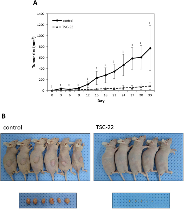 TSC-22 inhibits cervical cancer cell growth in vivo.