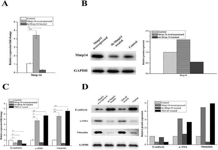 The protein and mRNA expression of Mmp14 in A549 treated with different ways.