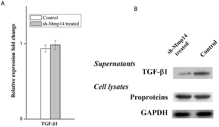 MMP14 promote TGF-&#x03B2;1 release from pro-proteins.