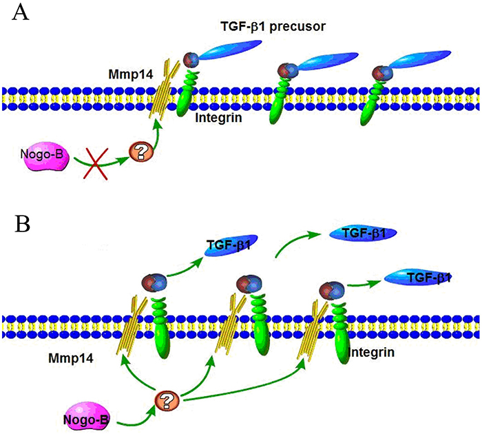 Activation of latent TGF by Nogo-b/MMP14 pathway.
