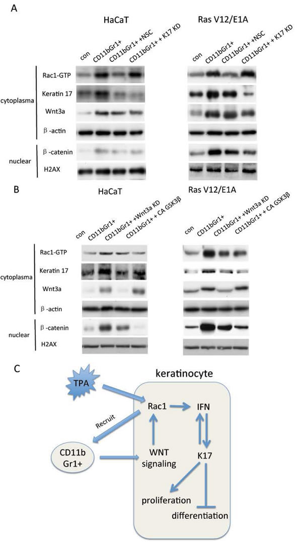 CD11b+Gr1+ cells, Rac1 activity and Wnt signaling in keratinocytes.