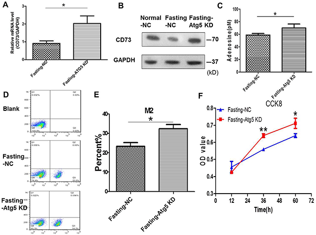 Knockdown of Atg5 in cancer cells enhances adenosine&rsquo;s effect on macrophages and tumor growth in coculture condition.