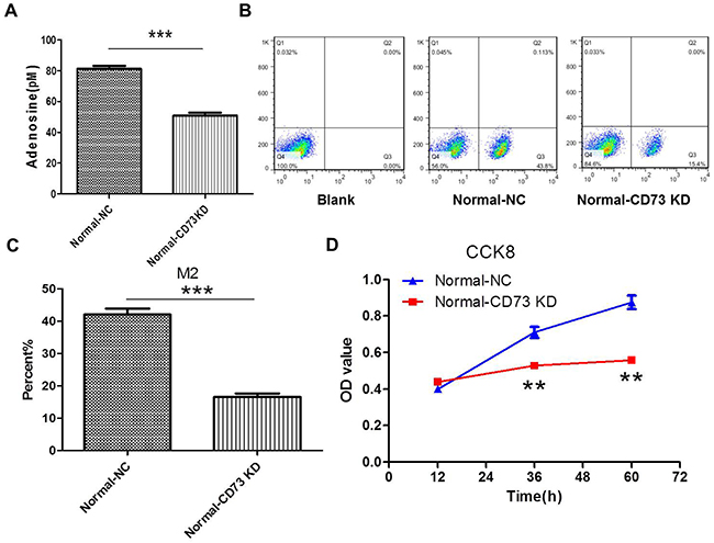 Knockdown of CD73 in cancer cells suppresses adenosine&rsquo;s effect on macrophages and tumor growth in coculture condition.