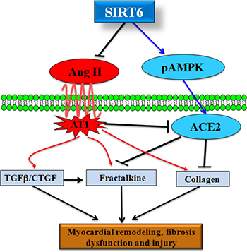 SIRT6 is a negative regulator of Ang II-mediated myocardial remodeling, fibrosis and injury.