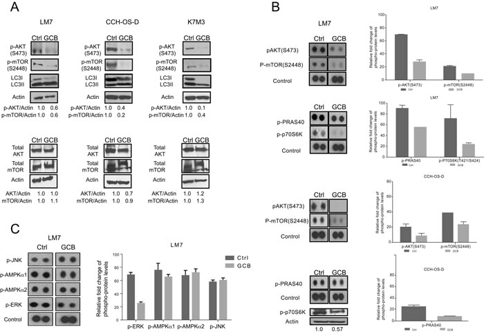 Phosphorylation of AKT and mTOR decreases after treatment with gemcitabine (GCB).