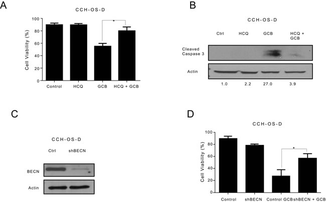 Inhibition of autophagy decreases the sensitivity of CCH-OS-D osteosarcoma cells to gemcitabine (GCB)-induced cytotoxicity.