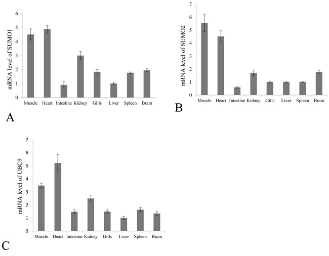 Constitutive tissue distribution of SUMO1, SUMO2 and Ubc9 in grass carp.