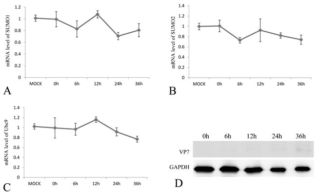 The mRNA expression levels of SUMO1, SUMO2 and Ubc9 in CIK cells challenged with UV-inactivation GCRV-JX01 particles.