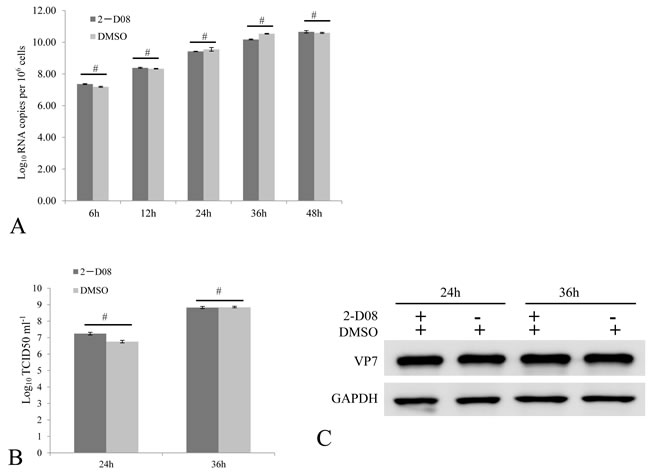Active SUMOylation is not required for efficient GCRV replication.