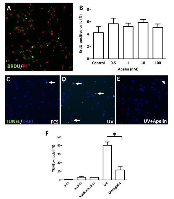 Proliferation and apoptosis of LECs following apelin treatment.