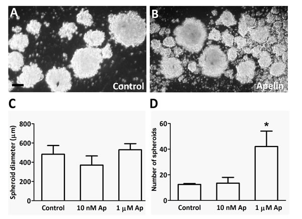 LEC spheroid formation in the presence of apelin.