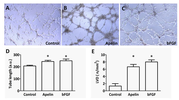 Tube formation capacity of LECs upon apelin treatment