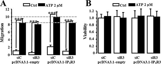 ATP-induced migration is modulated by IP3R3 expression.