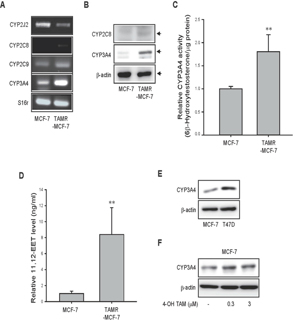 CYP epoxygenases expression and EETs level in MCF-7 and TAMR-MCF-7 cells.