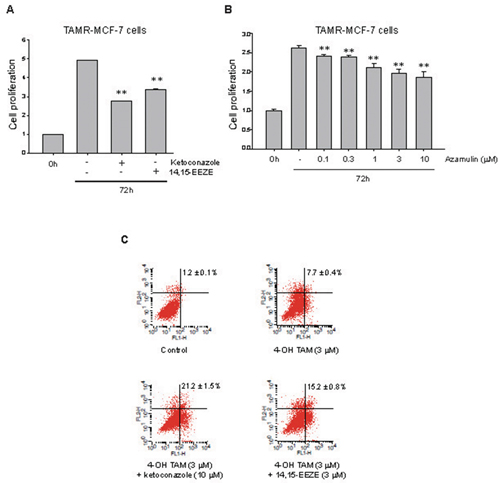 Effect of CYP3A4 inhibitors and 11,12-EET antagonist on cell proliferation and apoptosis in TAMR-MCF-7 cells.