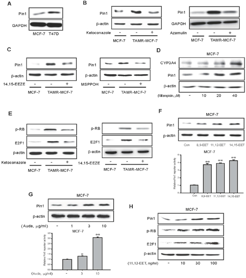 Effects of CYP3A4 inhibitor and EET antagonist on RB/E2F1-dependent Pin 1 expression in TAMR-MCF-7 cells.