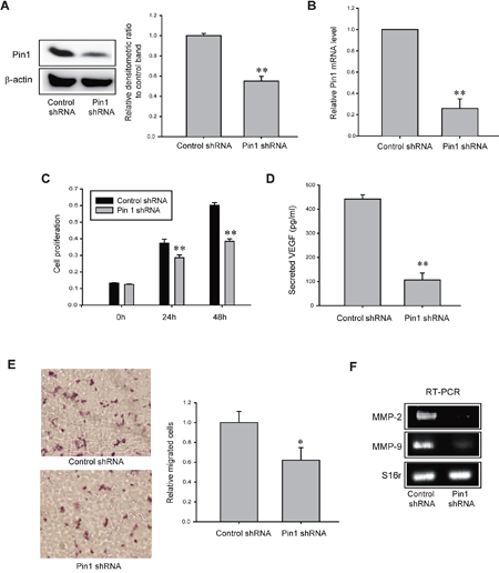 Role of Pin1 in cell proliferation, VEGF production and cell migration of TAMR-MCF-7 cells.