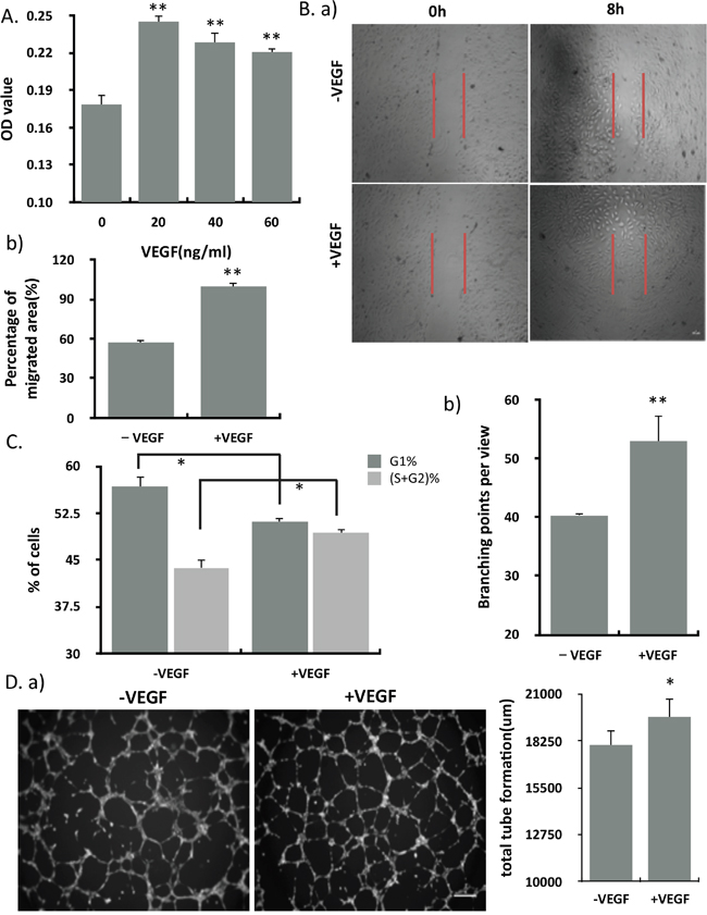 VEGF significantly promoted the proliferation, migration, angiogenesis and cell cycle of endothelial cells.