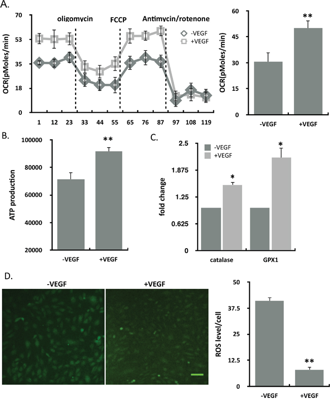 VEGF enhanced the mitochondrial function.