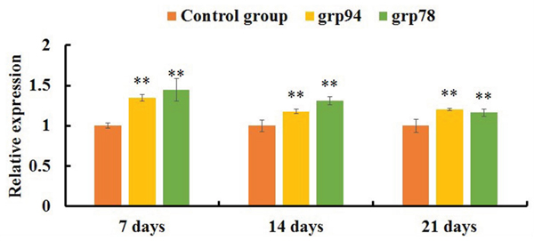 The expression levels of mRNAs involved in the ER pathway of the jejunal cell apoptosis of the AFB1-fed chicken and expressed as fold change relative to the control group.