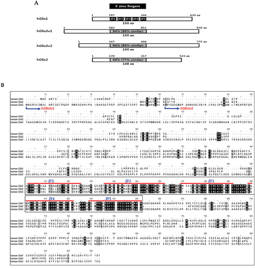 Sequence comparisons of the human Glis family proteins.