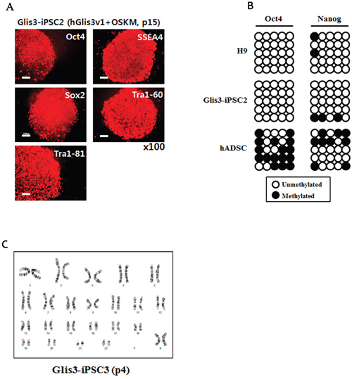 Characterization of Glis3-iPSCs generated by 4 Yamanaka factors and hGlis3v1.