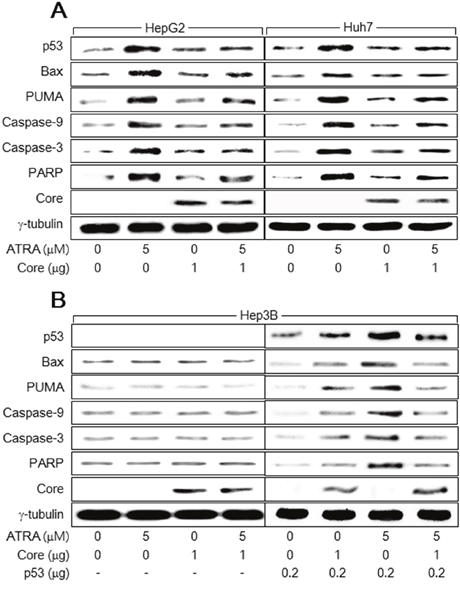 HCV Core suppresses the activation of the p53-dependent apoptotic pathway by ATRA.