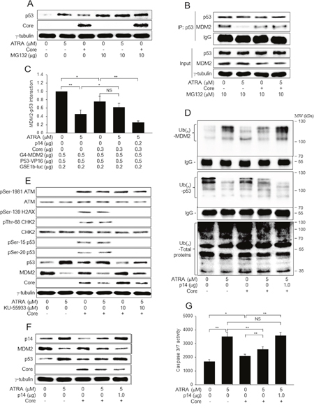 HCV Core inactivates the p14-MDM2 pathway to downregulate p53 levels in the presence of ATRA.