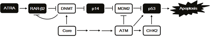 A proposed model for the induction of p53-dependent apoptosis by ATRA and its suppression by HCV Core.