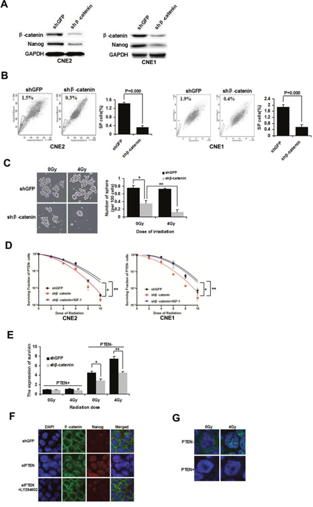 &#x03B2;-catenin nuclear accumulation is involved in mediating NPC CSCs and radioresistance.