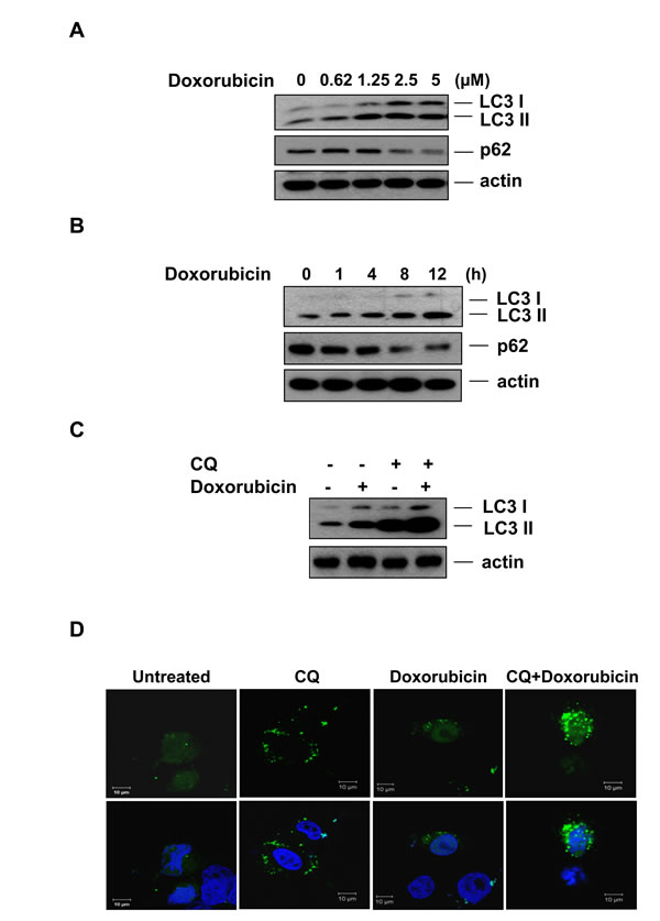 Doxorubicin induces autophagy in hepatocellular carcinoma cells.