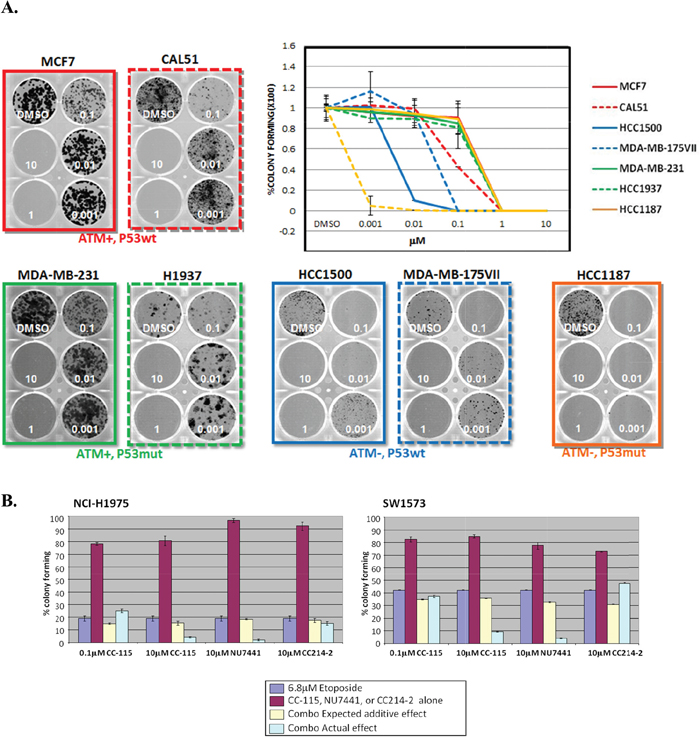 ATM-deficient cancer cells are more sensitive to CC-115.