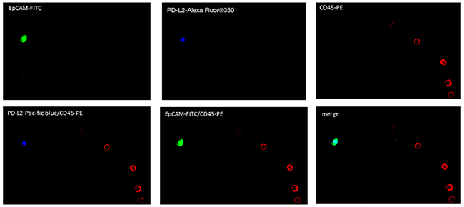 Fluorescence microscope images of PD-L2 positive CETCs.