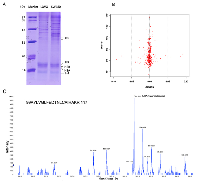 LC-MS/MS analyzed that arginine mono-ADP-ribosylation of histone.